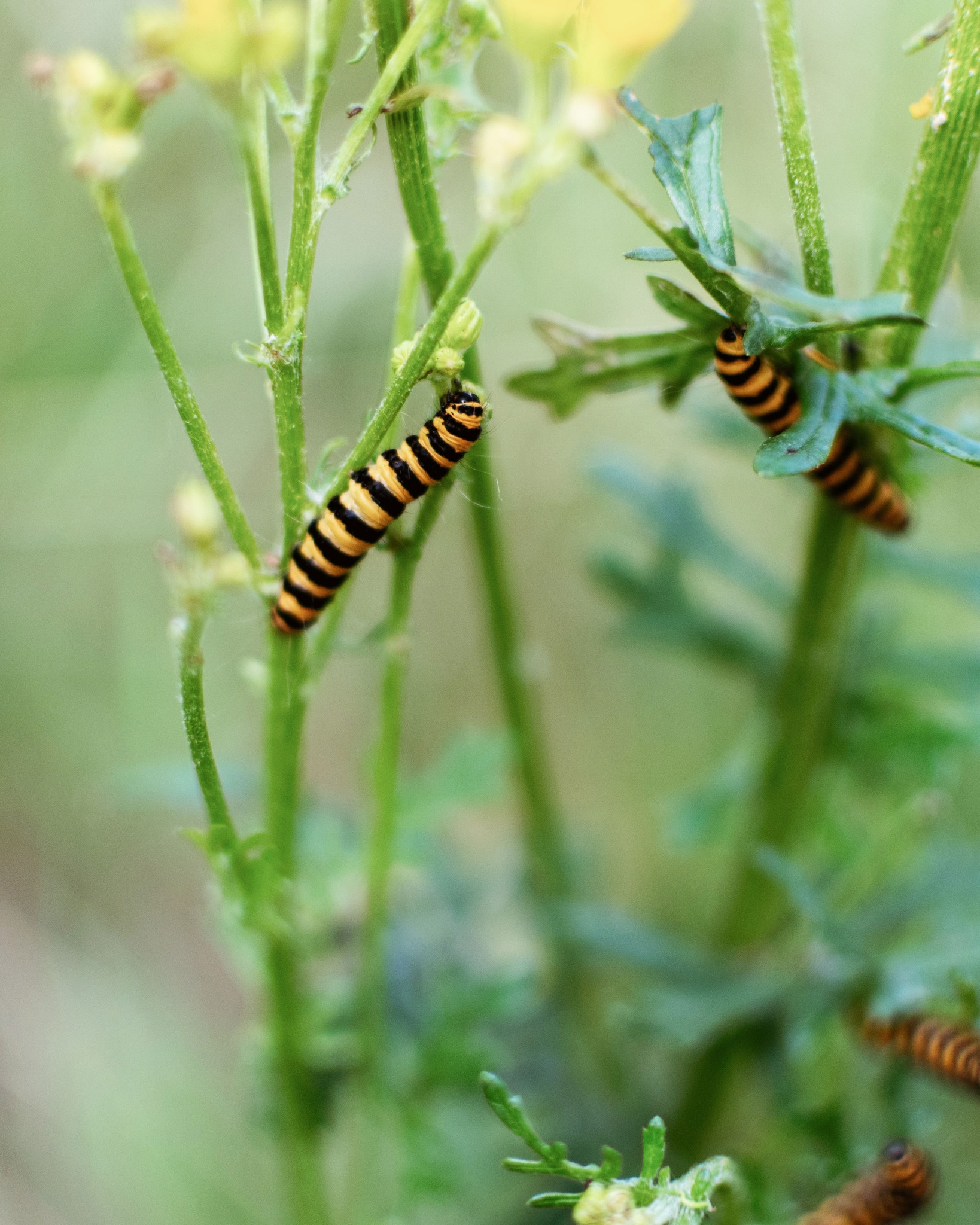 Boostdag Tiengemeten
Met de natuur als decor, elkaar als steun en een flinke dosis wilskracht kijken we terug op een dag vol energie. Samen klaar voor de uitdagingen van morgen!
Jos Hermans: “Complimenten voor de doorzetters, respect voor de wijze toekijkers en vooral dankbaar voor de geboden uitdaging!”
#RoosRosArchitecten #RoosRos #gezond #toekomstgericht #Boostdag #Tiengemeten #specialforces #Sur5SF #douwehoekstra #baskremer